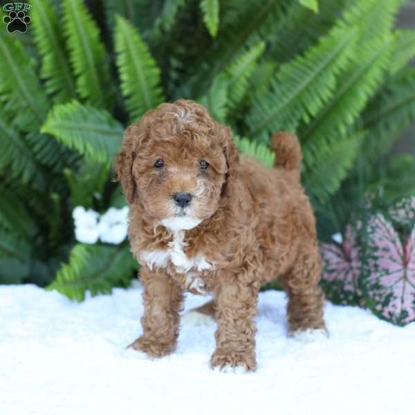 Dallas, Mini Goldendoodle Puppy
